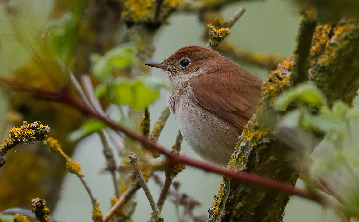 Nightingale_J4X2138