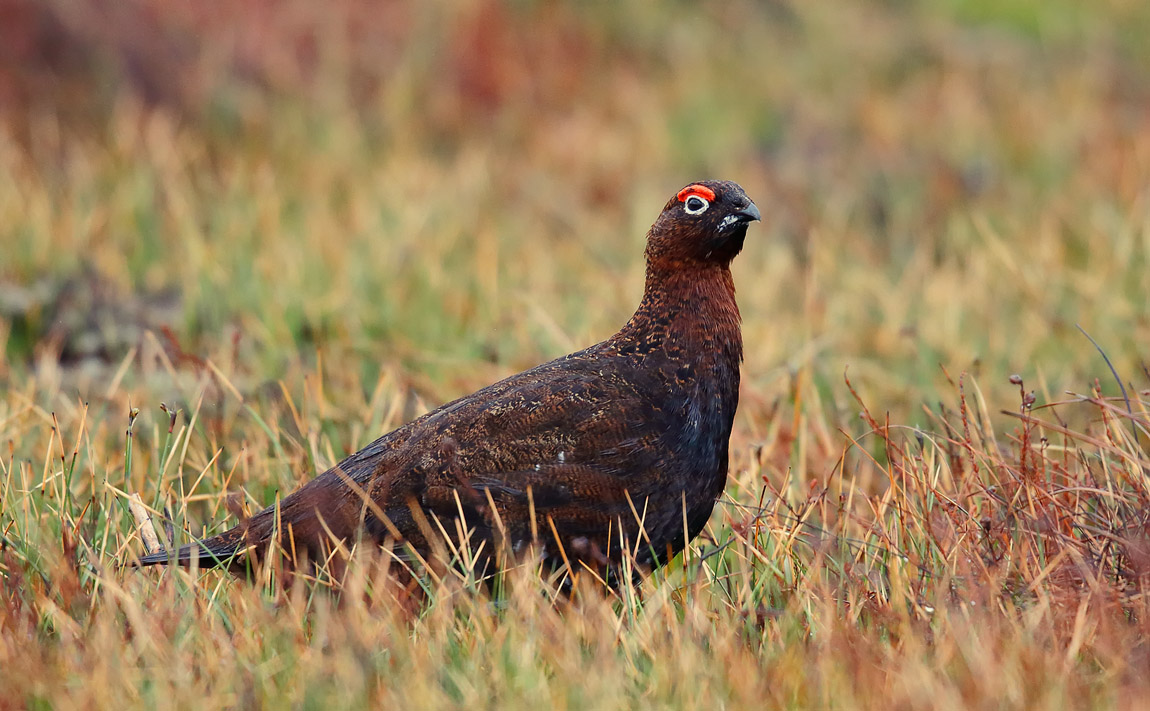 Red Grouse1_J4X2570