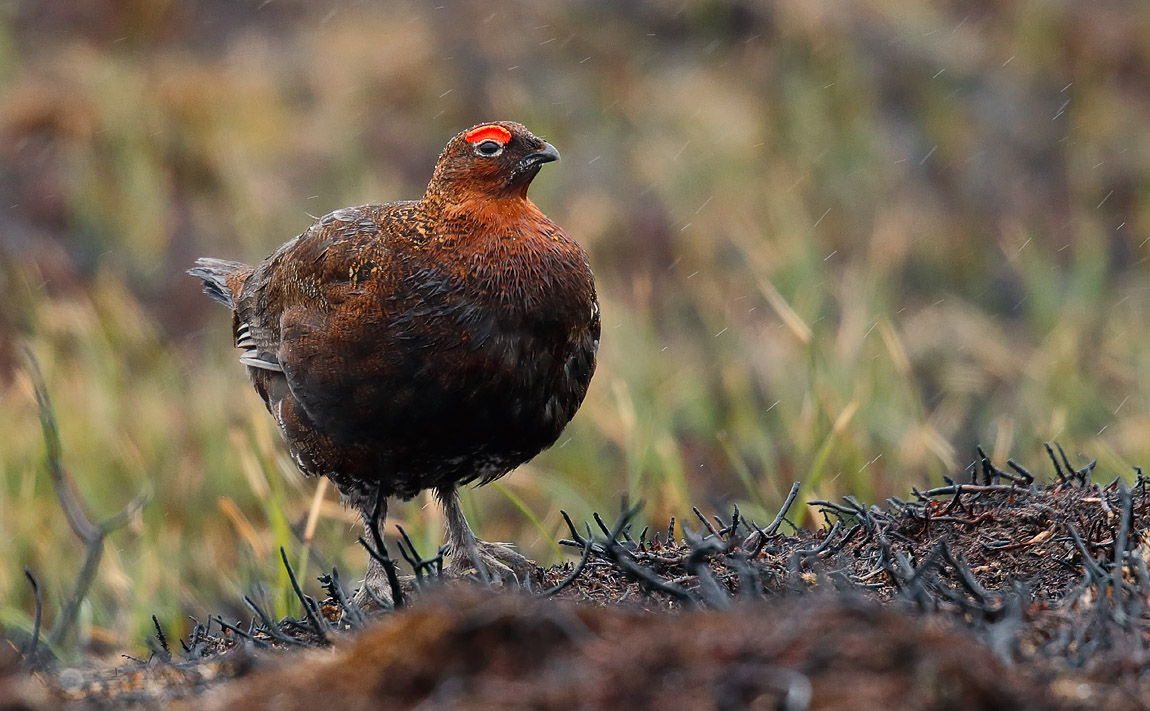 Red Grouse_J4X2527