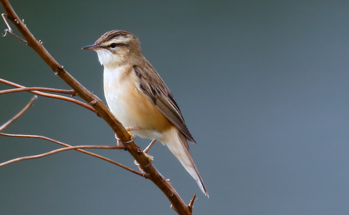 Sedge Warbler_J4X2751
