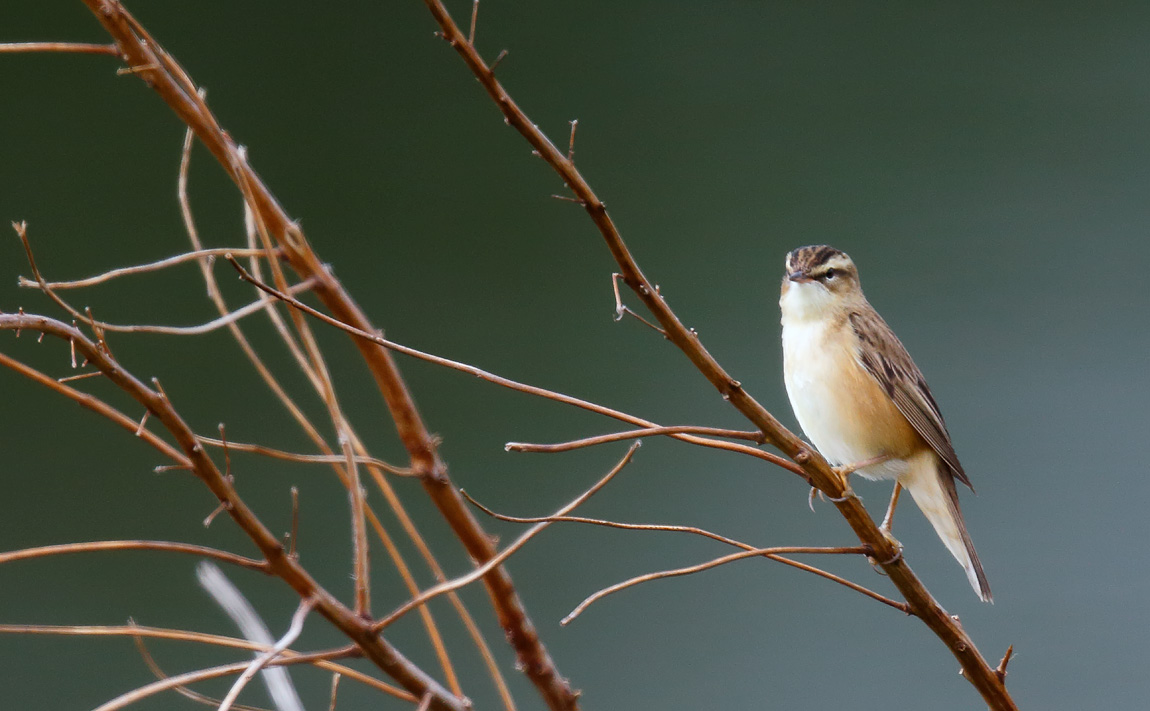Sedge Warbler_J4X2753