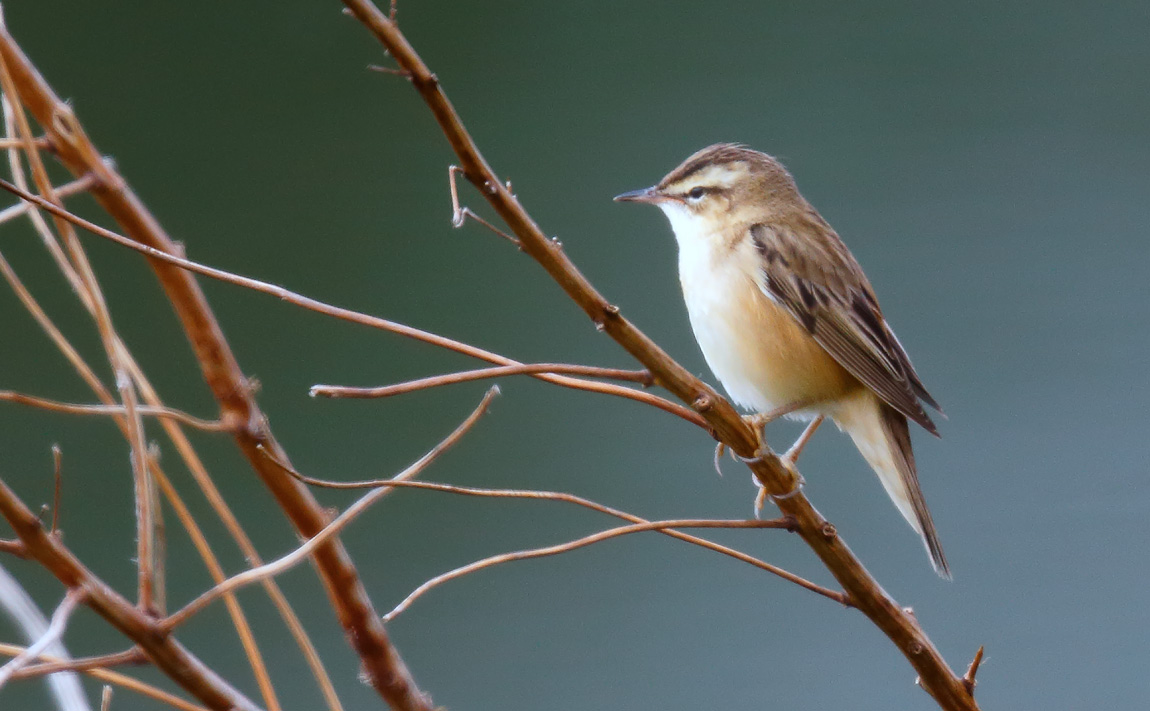Sedge Warbler_J4X2756