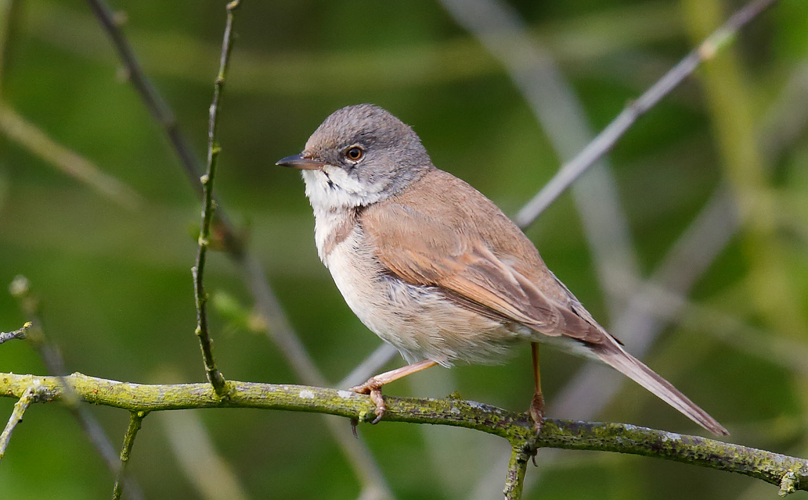 Whitethroat_J4X2781