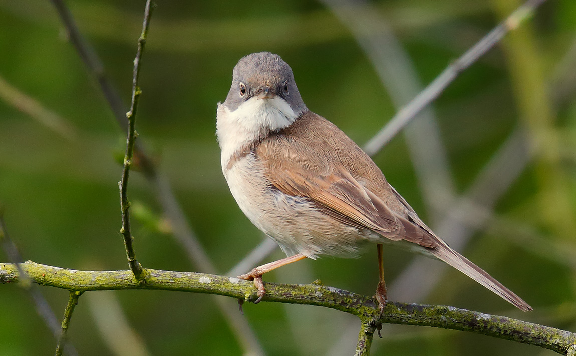 Whitethroat_J4X2783