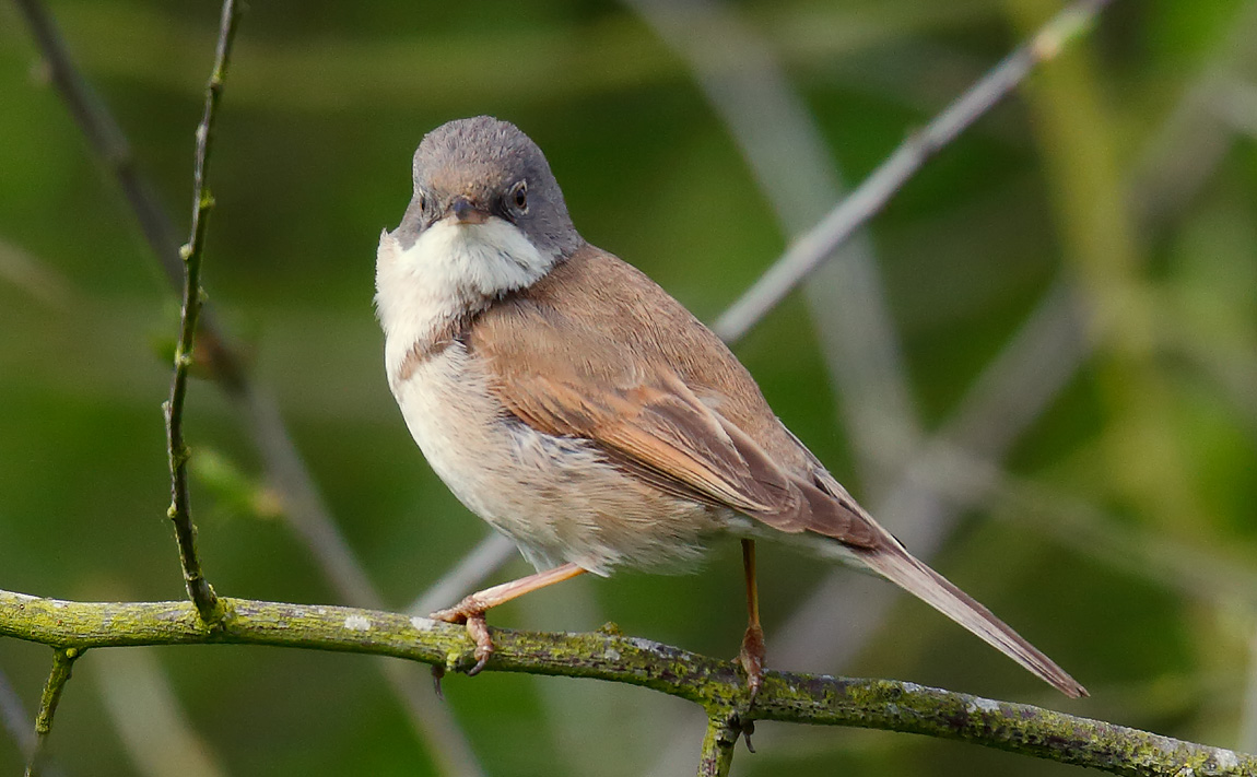 Whitethroat_J4X2785