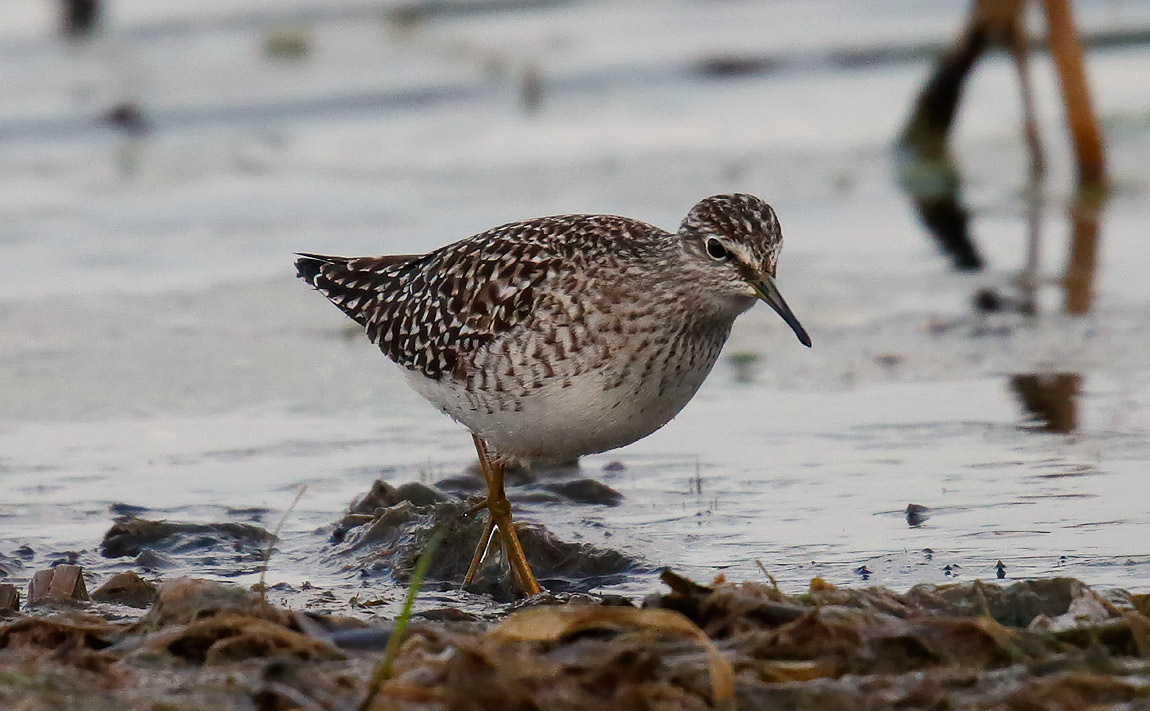 Wood Sand_J4X2278