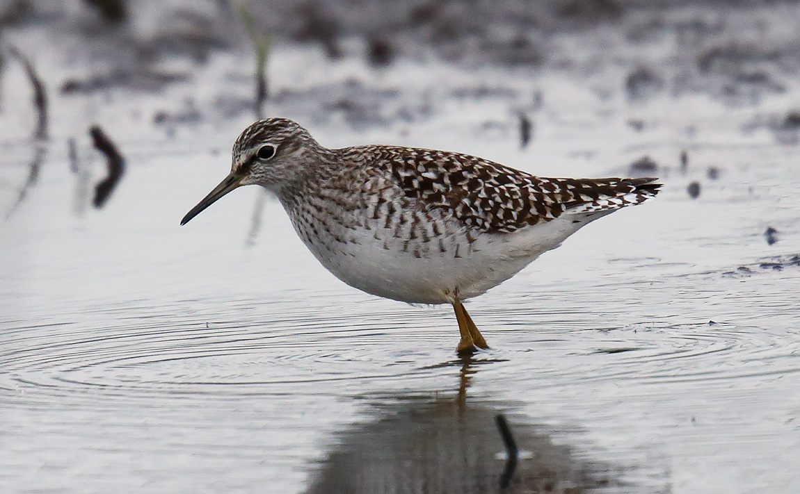 Wood Sand_J4X2308