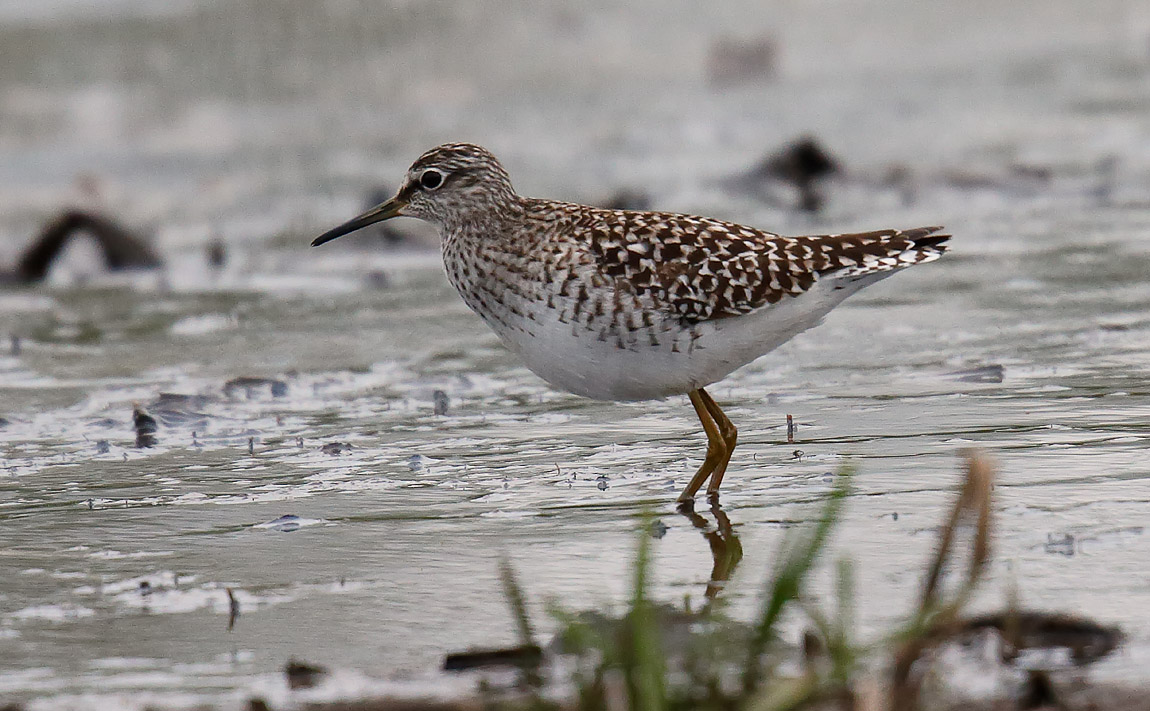 Wood Sand_J4X2324