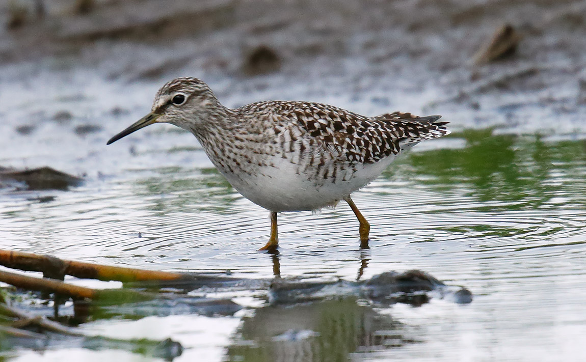 Wood Sand_J4X2365