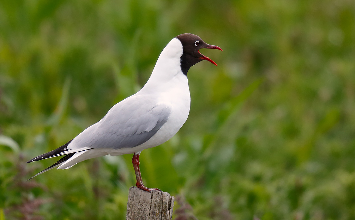 BHGull_J4X3356