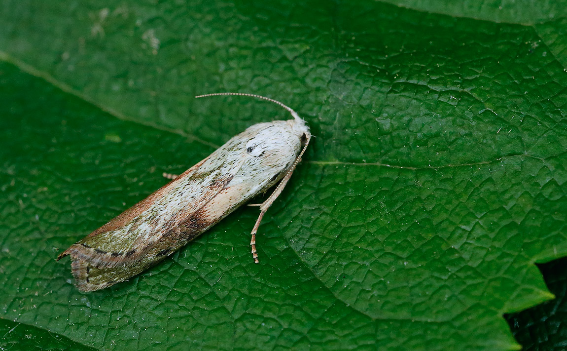 Bee Moth_J4X4188
