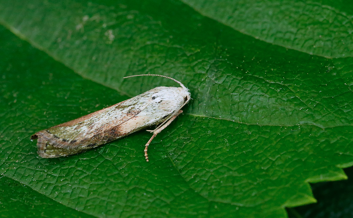 Bee Moth_J4X4190