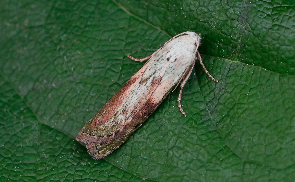Bee Moth_J4X4200