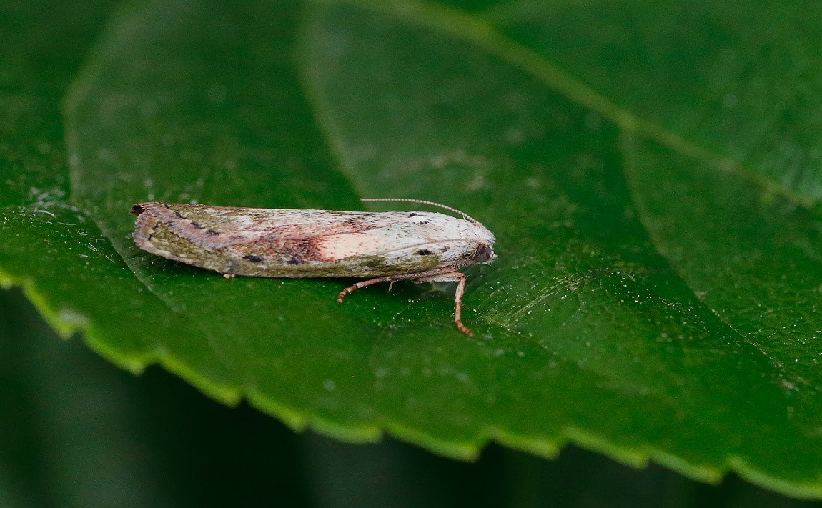 Bee Moth_J4X4206