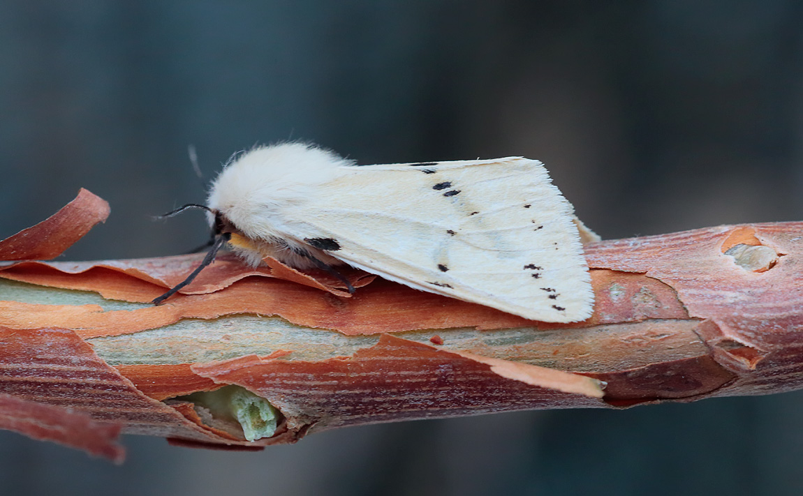 Buff Ermine_S1Q8387