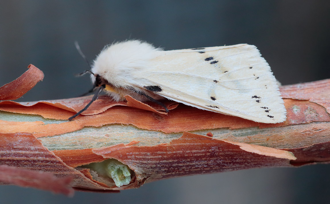 Buff Ermine_S1Q8396