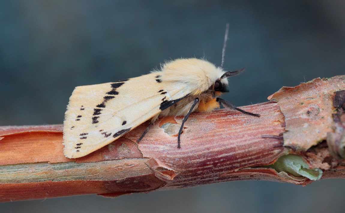 Buff Ermine_S1Q8414