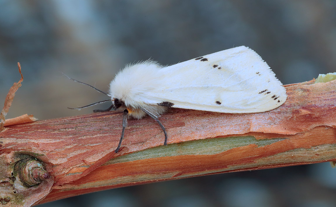 Buff Ermine_S1Q8513