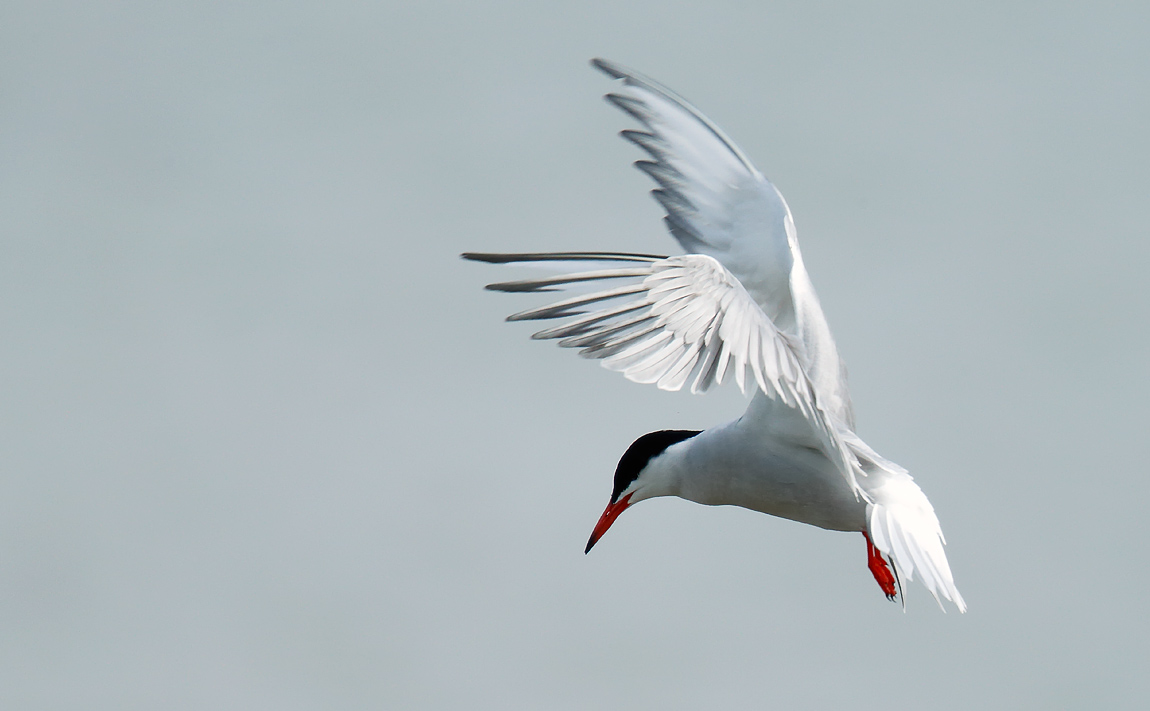 Common Tern_J4X3039