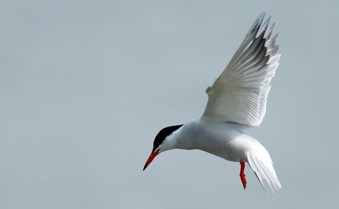 Common Tern_J4X3040