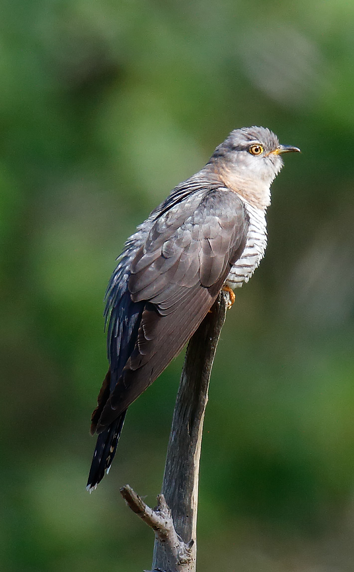 Cuckoo_J4X3634