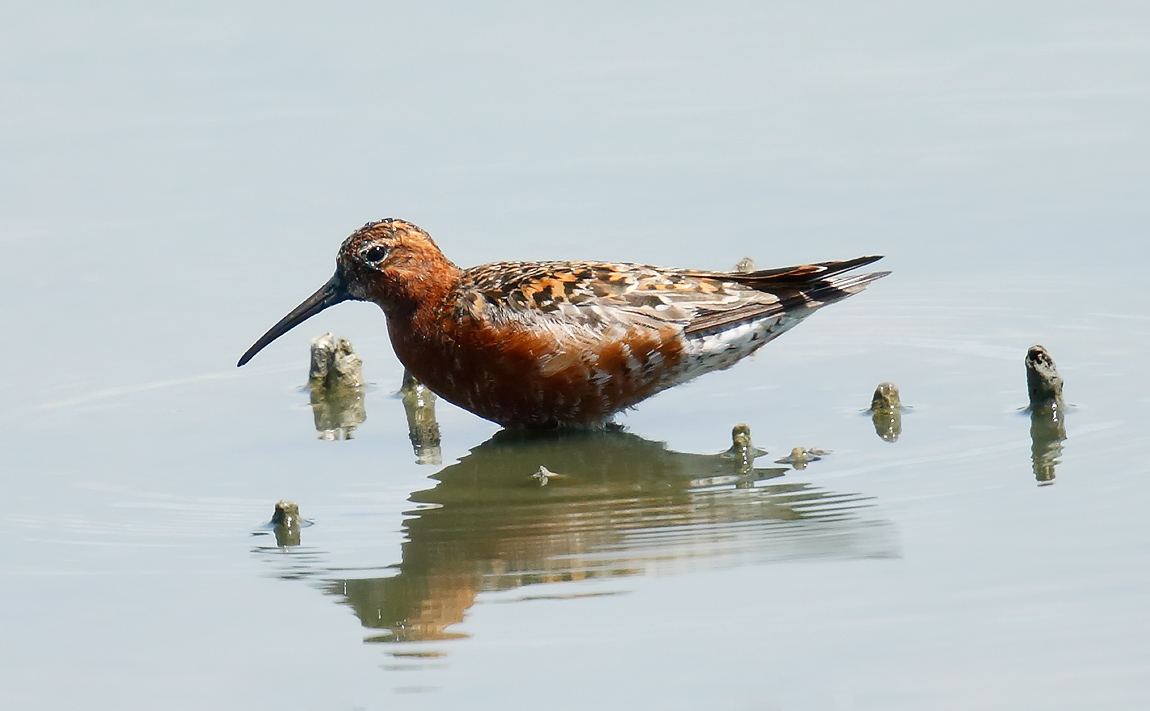 Curlew Sandpiper_J4X3570
