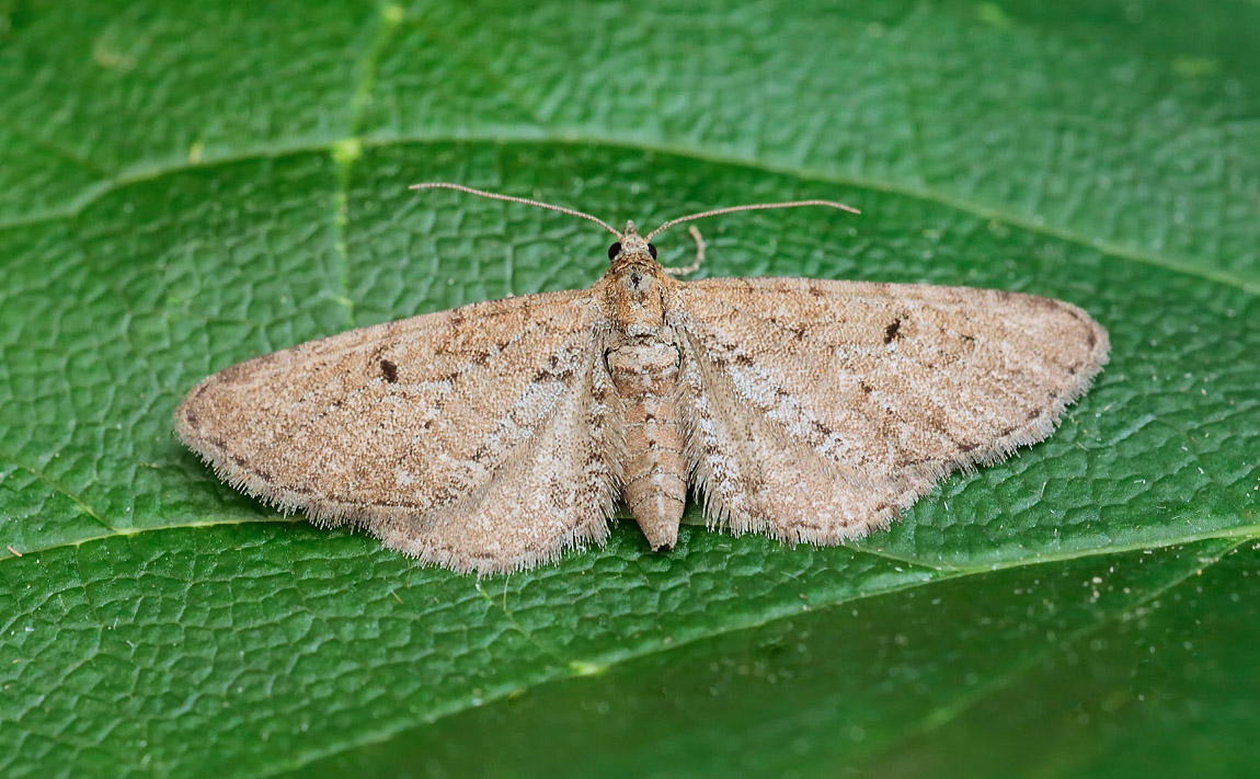 Freyer's Pug_S1Q8494
