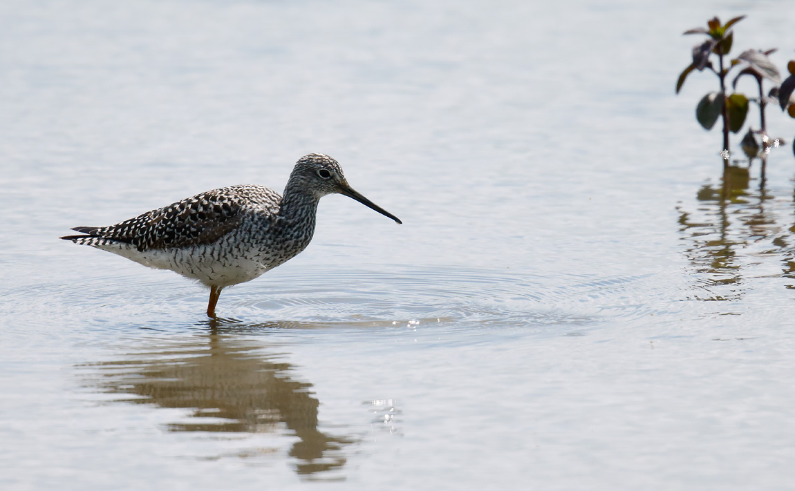 Grt Yellowlegs_J4X3498