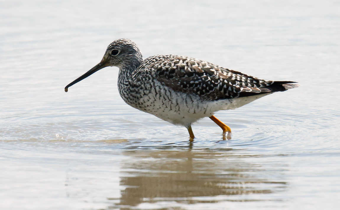 Grt Yellowlegs_J4X3504