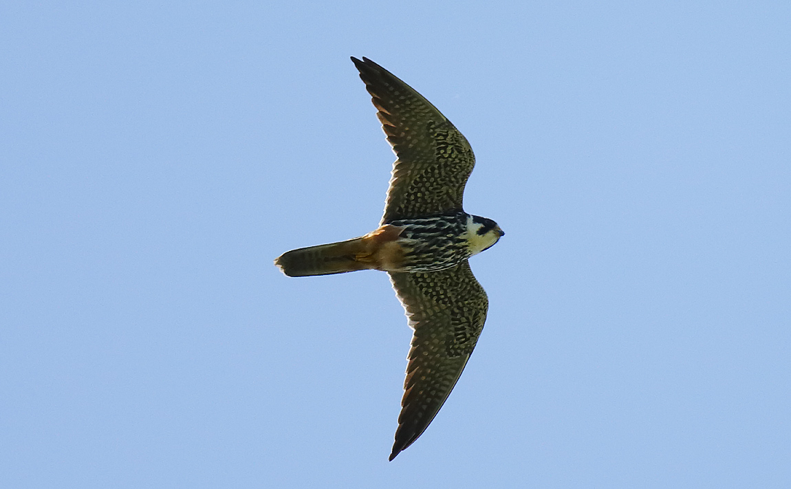 Hobby_J4X3647
