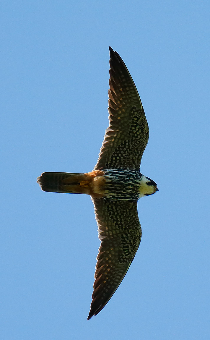 Hobby_J4X3657