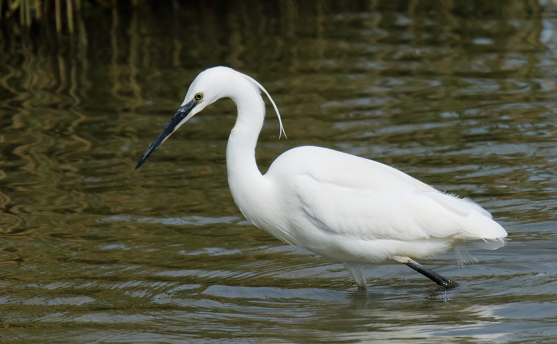 Little Egret_J4X3074