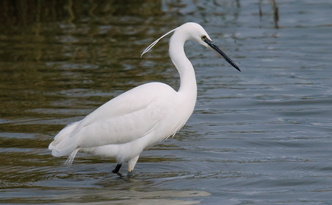 Little Egret_J4X3078