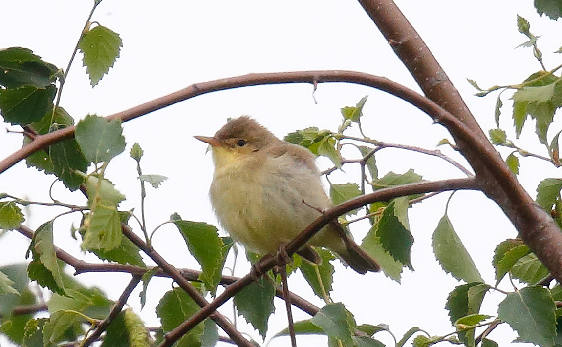 Melod Warbler_J4X4030