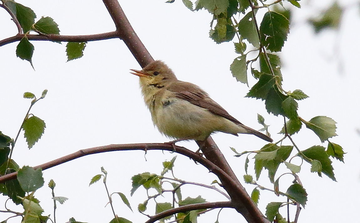 Melod Warbler_J4X4078