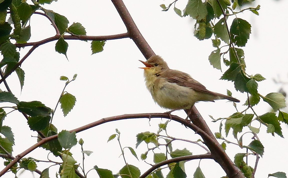 Melod Warbler_J4X4099