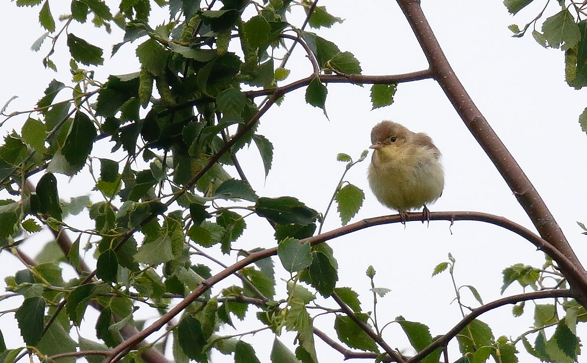 Melod Warbler_J4X4118