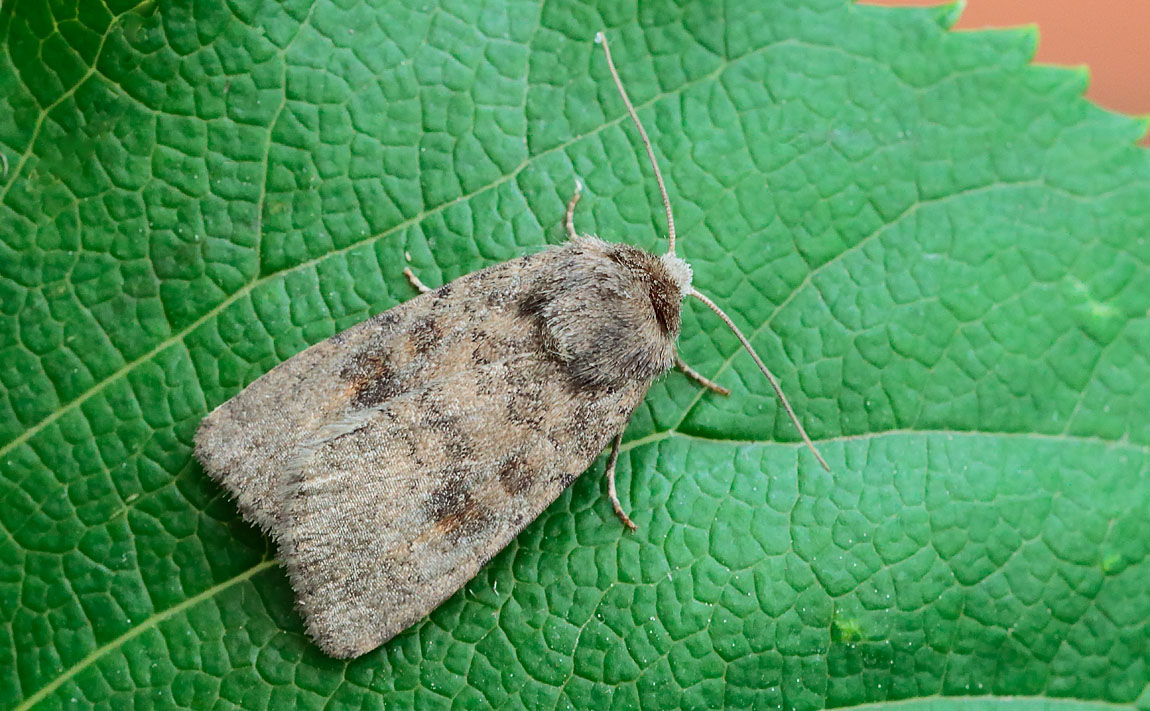 Mottled Rustic_S1Q8463
