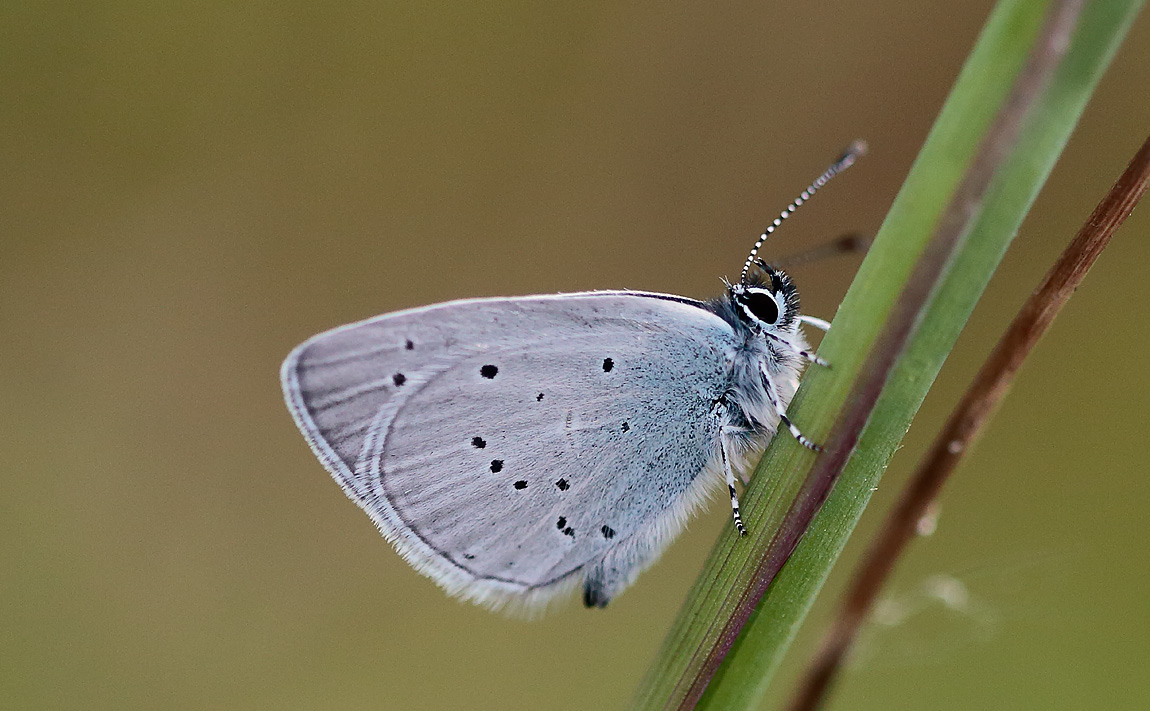 Small Blue_S1Q8354
