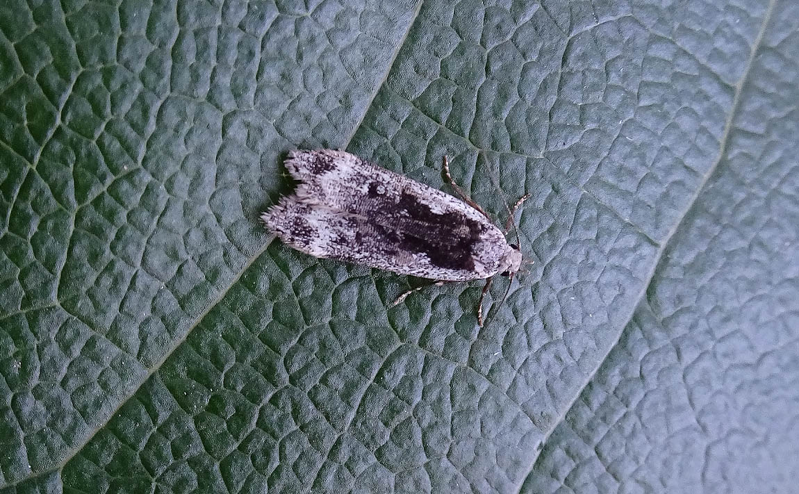 Anacampis popullelaDSC00116