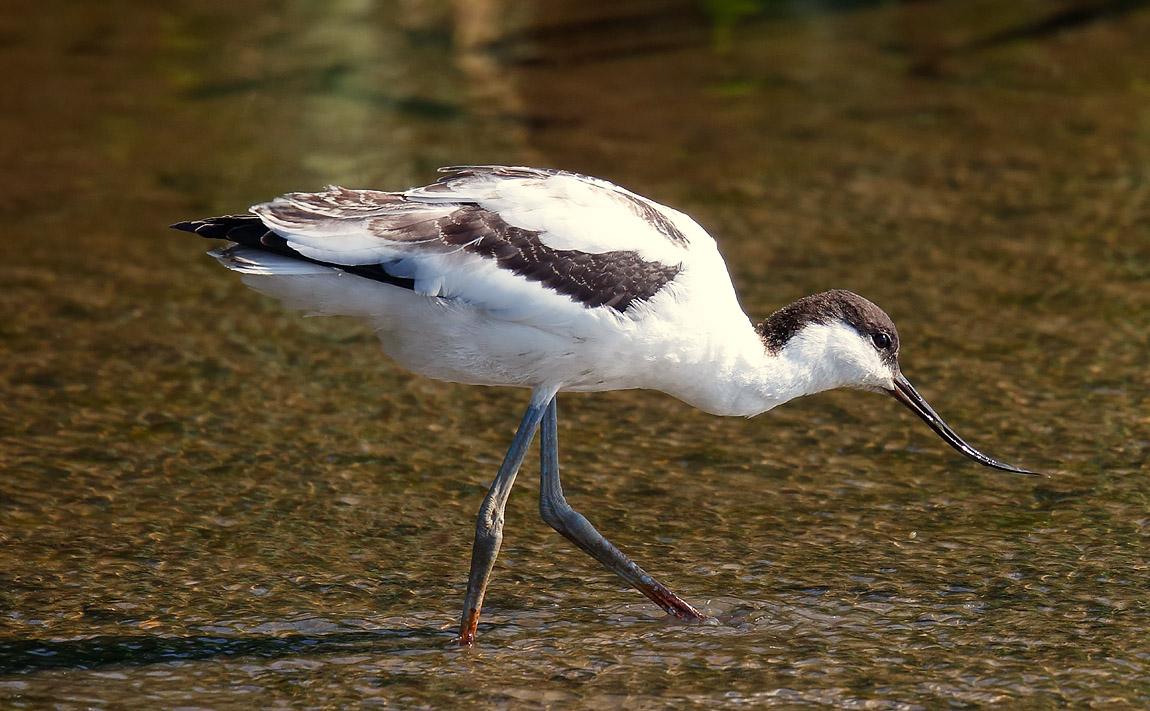 Avocet_J4X9339