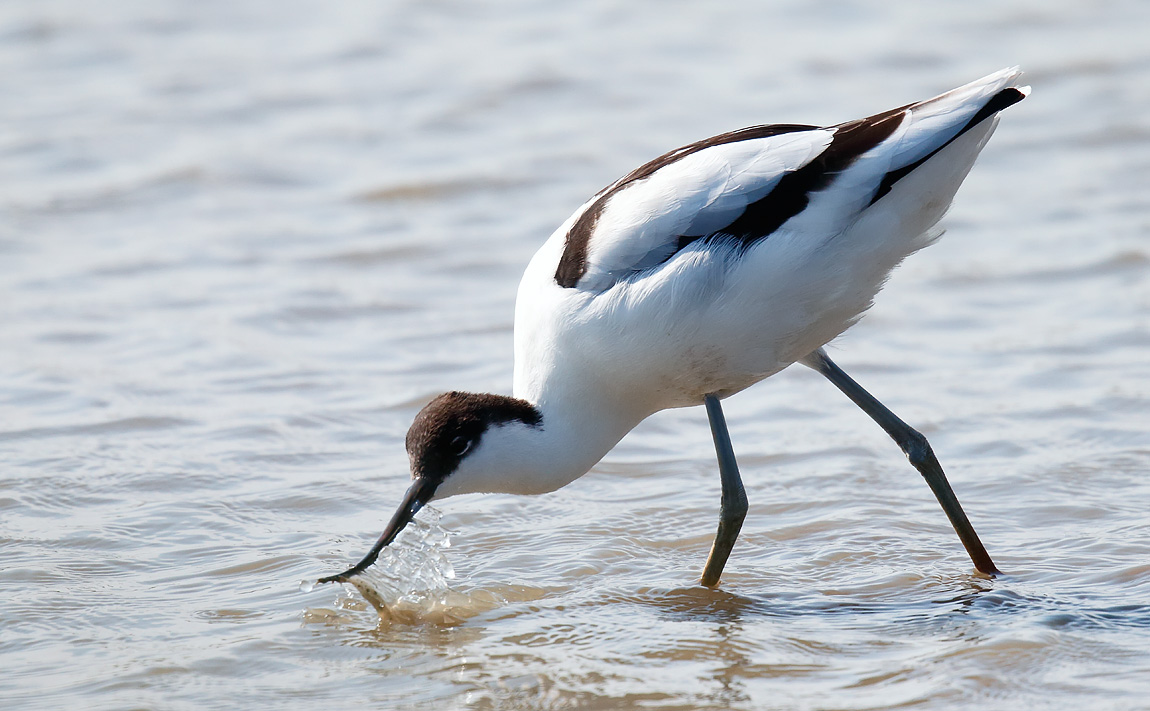 Avocet_J4X9387