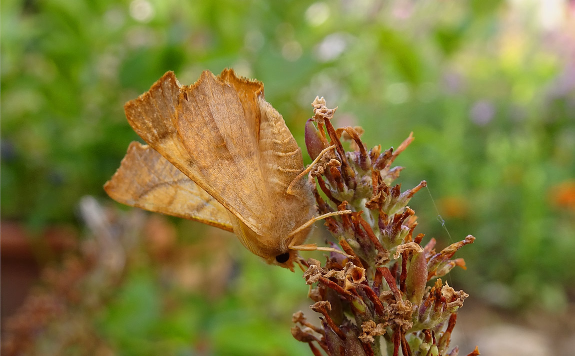 Dusky Thorn DSC00054