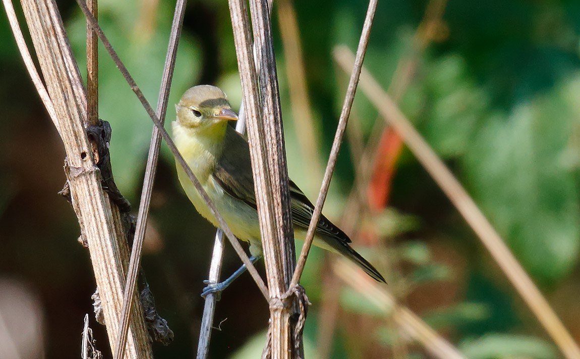 Icterine Warbler_J4X9783