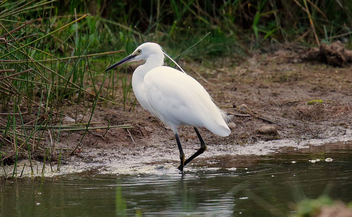 Little Egret_J4X9166
