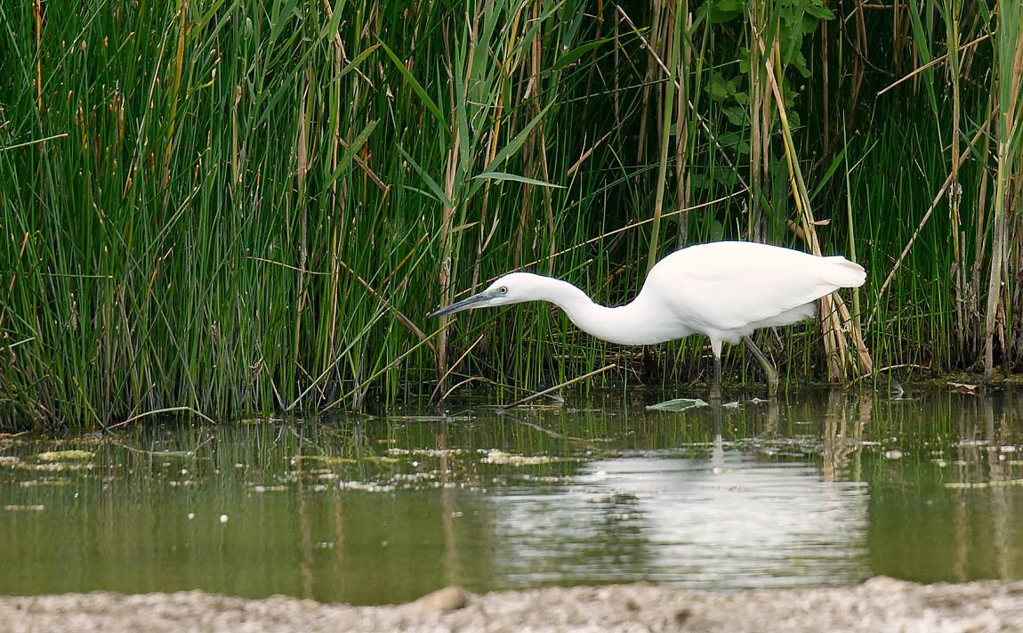 Little Egret_J4X9192