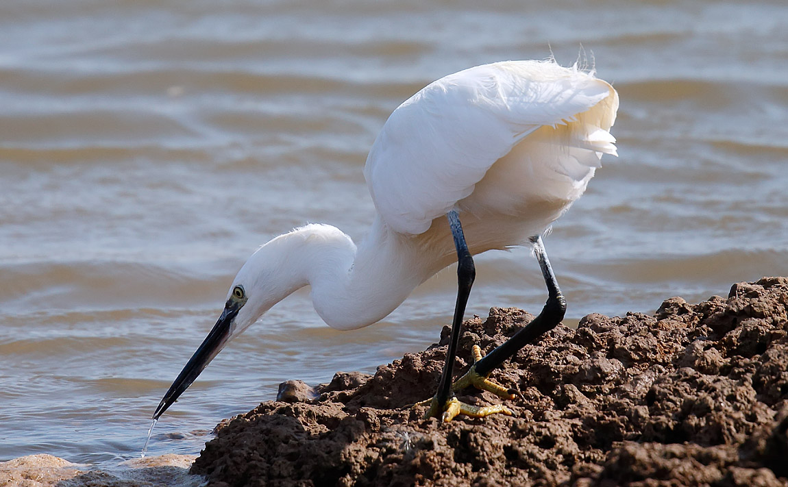Little Egret_J4X9621