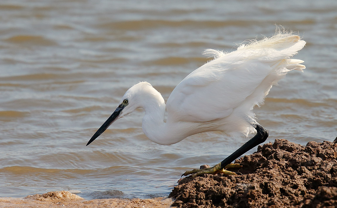 Little Egret_J4X9627