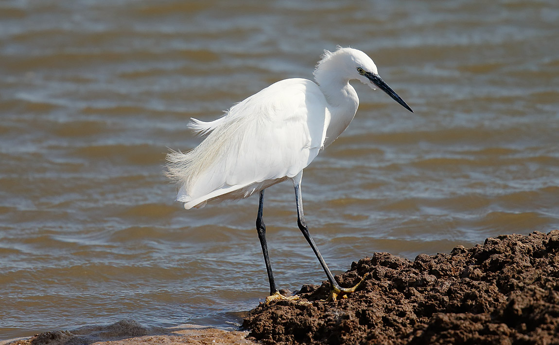 Little Egret_J4X9643