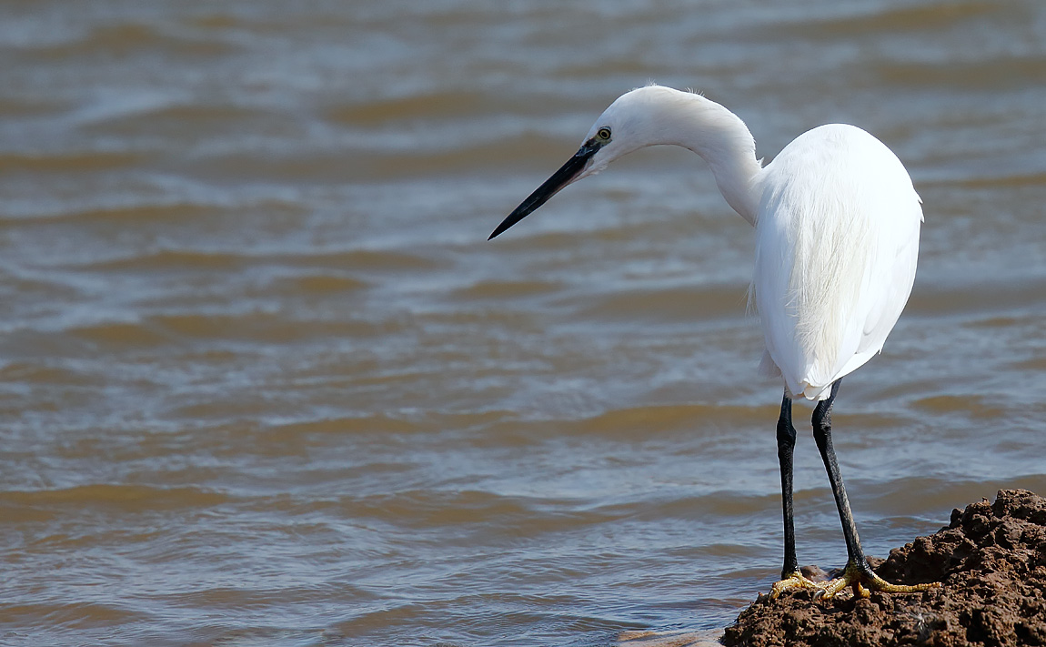 Little Egret_J4X9650